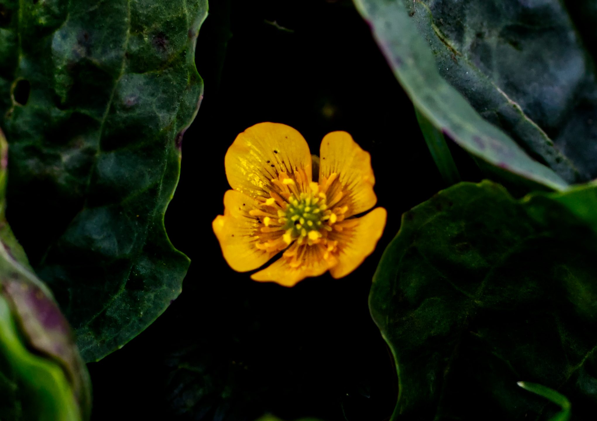 A high contrast Buttercup flower surrounded by dark green/blak leaves.