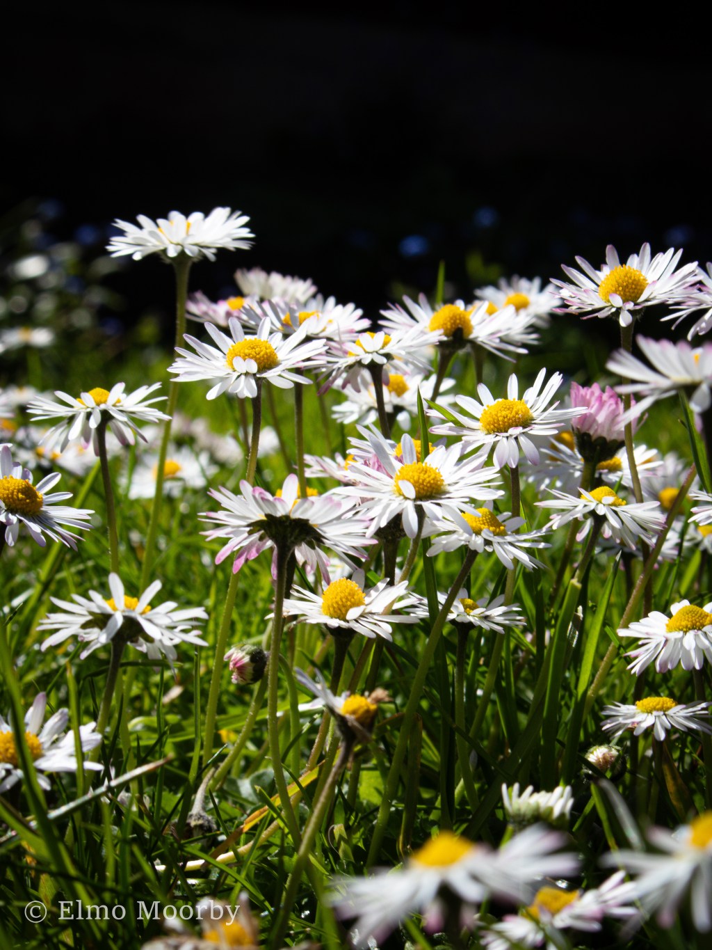 Reflections, Q2 2024